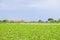 Italian agricultural summer landscape