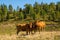 Italian Alpine Cows