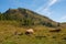 Italian Alpine Cows