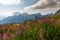 Italian Alps, panorama on the valley and the Croda da Lago mount