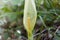 Italian arum Arum italicum