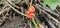 The Italian arum (Arum italicum) has ripe red fruits