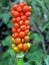 Italian arum (Arum italicum) poisonous fruits