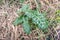 Italian arum plant growing in the wild nature