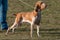 An Italian Bracco, a pointing hunting dog breed