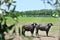 Italian buffalo in a field