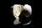 Italian buffalo mozzarella cheese from Campania region Italy on a black mirrored background with cutting light