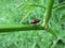 Italian bug . Graphosoma Italicum .