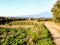 Italian Countryside Orchards