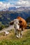 italian cows on a pasture