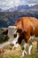 italian cows on a pasture