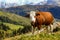 Italian cows on a pasture 2