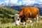 Italian cows on a pasture