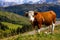 Italian cows on a pasture