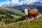 Italian cows on a pasture