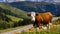 Italian cows on a pasture