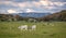 Italian cows at the sunset on a green prairie