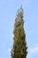 Italian Cypress