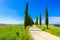 Italian cypress trees alley and a white road to farmhouse in rural landscape. Italian countryside of Tuscany, Italy, Europe