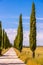 Italian cypress trees alley and a white road to farmhouse in rural landscape. Italian countryside of Tuscany, Italy, Europe