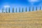 Italian cypress trees rows and yellow field rural landscape, Tuscany, Italy.