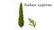 Italian cypress Trees vector element. vector icon