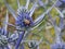 Italian eryngo Eryngium amethystinum, purple-blue inflorescence with insect