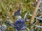 Italian eryngo Eryngium amethystinum, purple inflorescence with butterfly