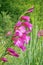 Italian gladiolus flowering pant