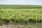 Italian Grapefruit vineyard field