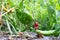 Italian green pepper hanging from plant growing in ecological local farm in Spain