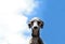 Italian Greyhound