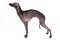 Italian greyhound