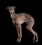 Italian Greyhound in Black background