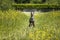 Italian Greyhound Dog - in action running and flying in a meadow with ears and paws up