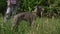 Italian greyhound dog playing on grass