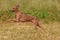 Italian greyhound dog runs on the grass