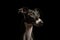 Italian Greyhound Dog Sitting On A White Background