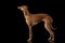 Italian Greyhound Dog Standing on Mirror, Looking up isolated Black