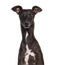 Italian Greyhound isolated on white