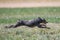 Italian Greyhound in mid-air over the grass