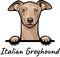 Italian Greyhound peeking dog isolated on a white background