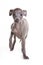 Italian greyhound puppy