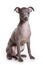 Italian greyhound puppy