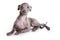 Italian greyhound puppy