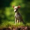 Italian Greyhound puppy sitting on the green meadow in summer green field. Portrait of a cute Italian Greyhound pup sitting on the