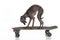 Italian Greyhound on a skateboard on white