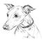 Italian Greyhound vector hand drawing portrait