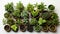 Italian herbs basil, oregano, rosemary, thyme, marjoram, garlics, sage and coriander. Generative AI