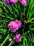 Italian Honey Bee in Flight in Chive Blossoms